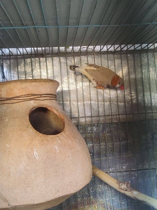 Mutation Finch Bird  WhatsApp number 03432598803 6