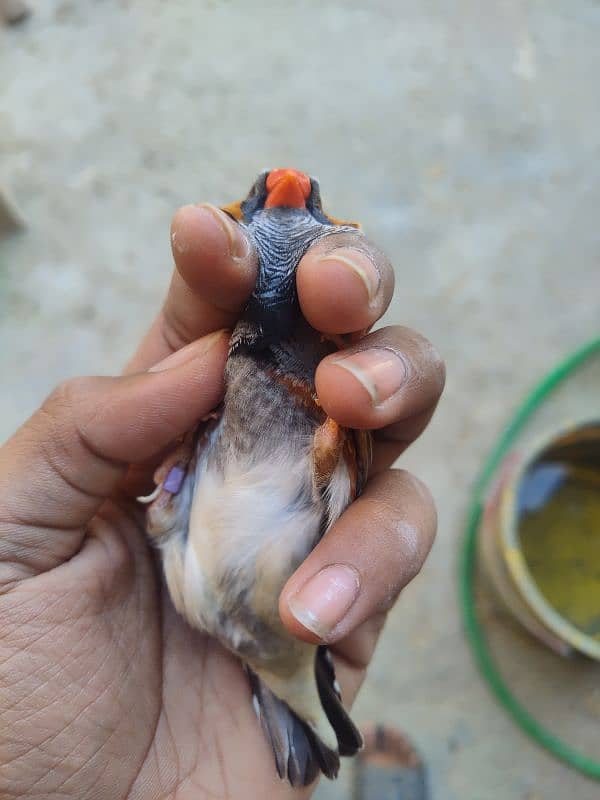 Mutation Finch Bird  WhatsApp number 03432598803 9