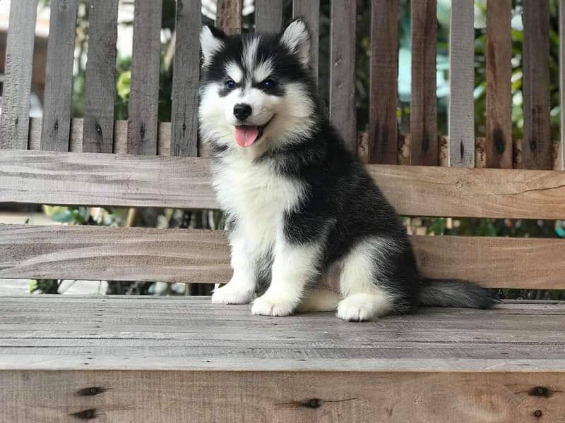 Blue Eyes pure Siberian Husky puppies available for sale 0