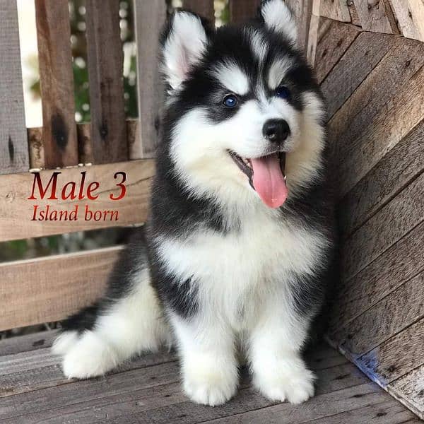 Blue Eyes pure Siberian Husky puppies available for sale 1