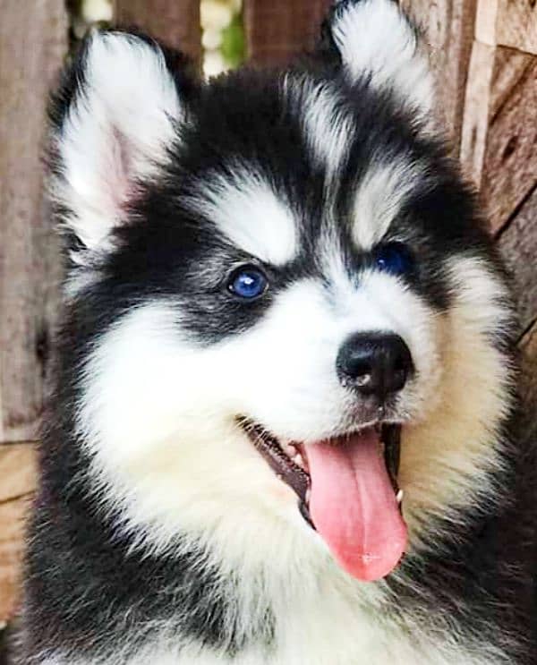 Blue Eyes pure Siberian Husky puppies available for sale 2