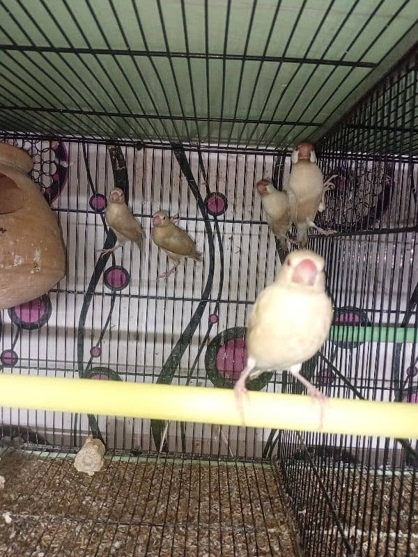 Fawn Java breeder pairs are available for sale with Chicks 11