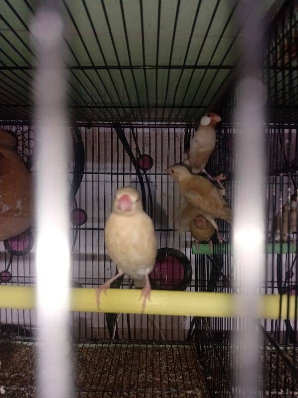 Fawn Java breeder pairs are available for sale with Chicks 12