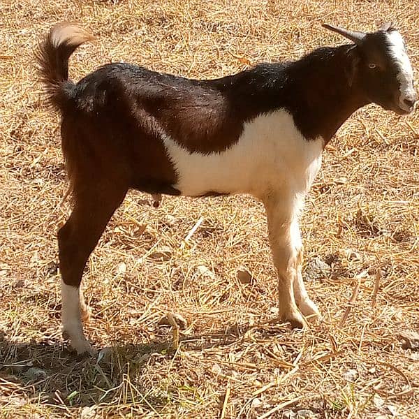 bital goat / 2 daant/ bakra | beetal | qurbani goat | بکرا | desi goat 0