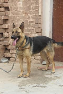 Female German Shepherd