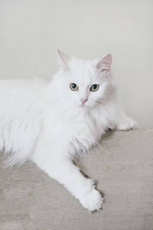 persian cat 0