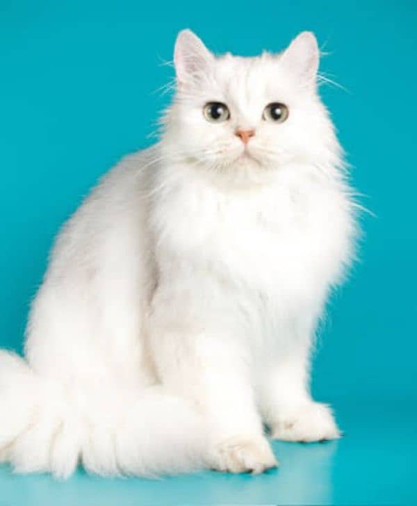 persian cat 1