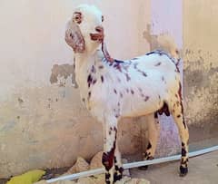 qurbani