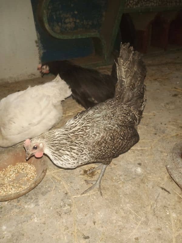 9 mesri hen 5