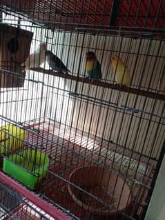 4 Breedar Pair with Chiks egg cage Box for sell.