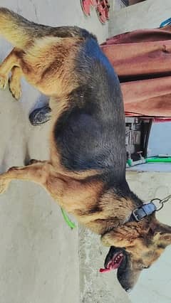 German shepherd Single Coat male