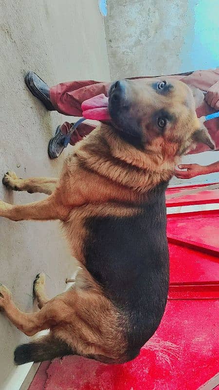 German shepherd Single Coat male 1