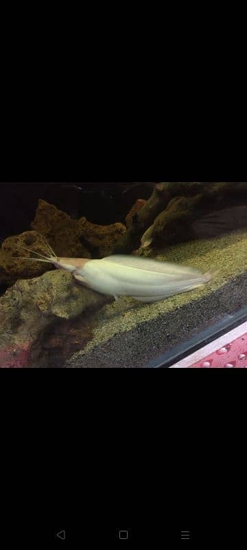 albino catfish 2 pairs 1