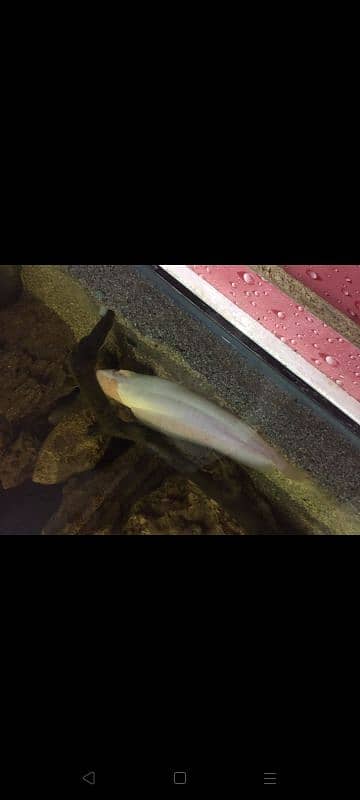 albino catfish 2 pairs 2