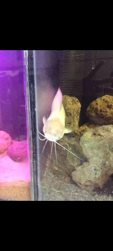 albino catfish 2 pairs 3