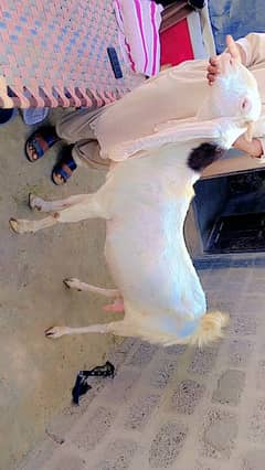 Gulabi gabban tyar bakri for sale 4 months gabban 03162918168