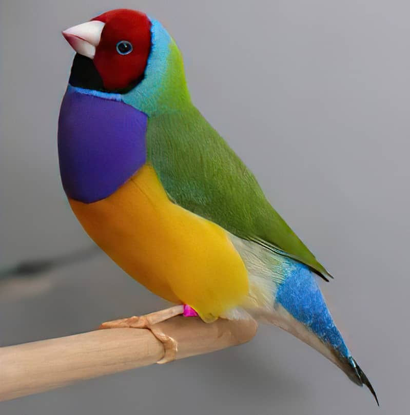 Common Lady Gouldian 0