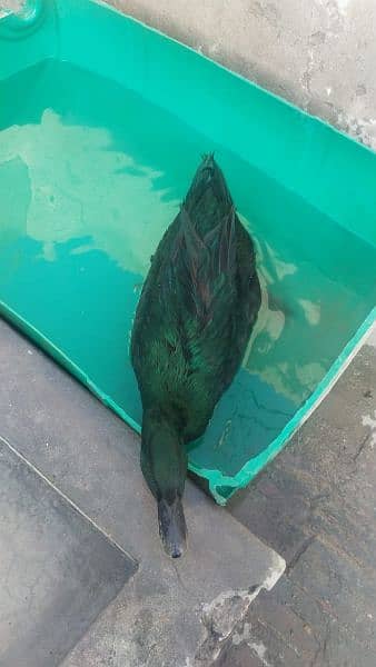 black Cayuga jumbo size and eggs 0