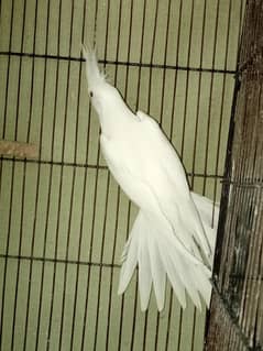 Eno cockatiel breeder cocktail blue violet love birds