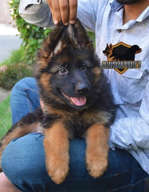 German shepherd puppies Double Coat my WhatsApp number 0331 9289880 0