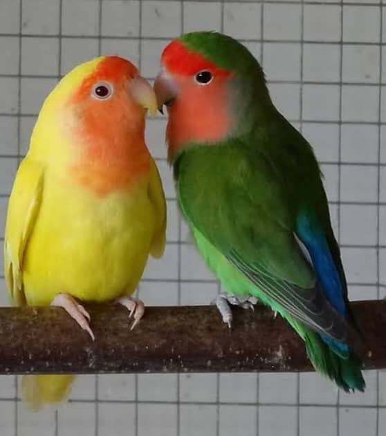 Peach Face Love Birds (Adult Breeders) 0