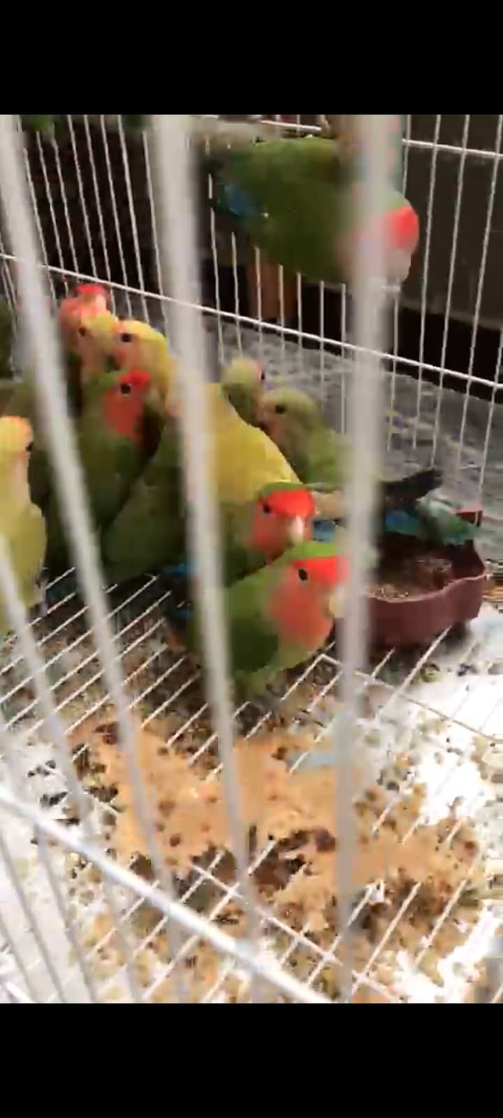 Peach Face Love Birds (Adult Breeders) 1