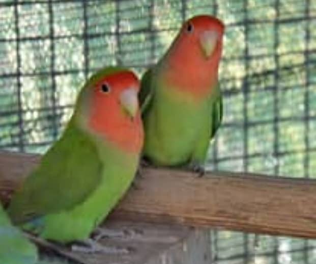 Peach Face Love Birds (Adult Breeders) 2