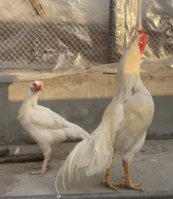 heera pair for sale 0