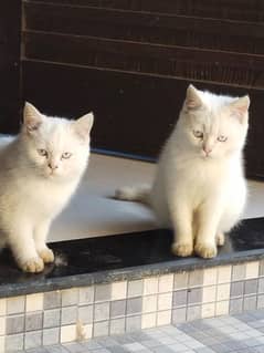 Adorable Persian Kittens for sale - purebred & Healthy