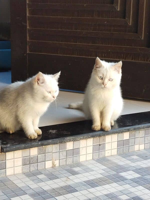 Adorable Persian Kittens for sale - purebred & Healthy 2