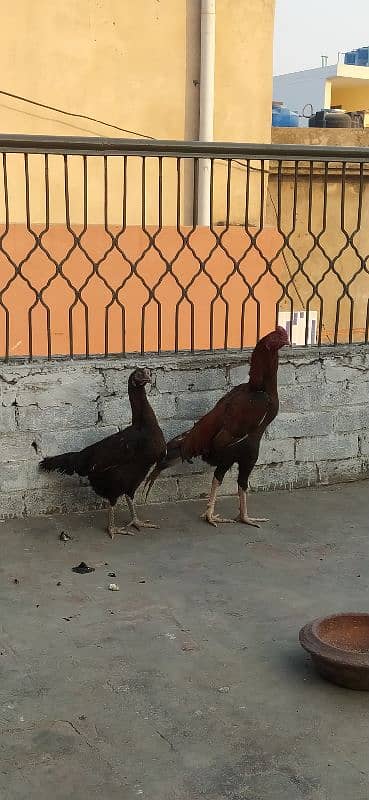 Aseel pair for sale 1