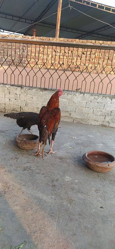 Aseel pair for sale 3