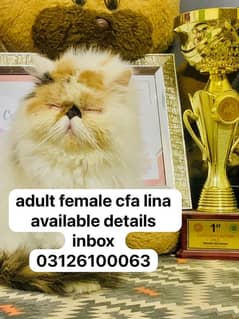 Cats/kittens/High Quality/available