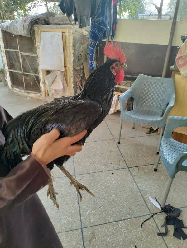 Desi murgha desi murga desi hen 2