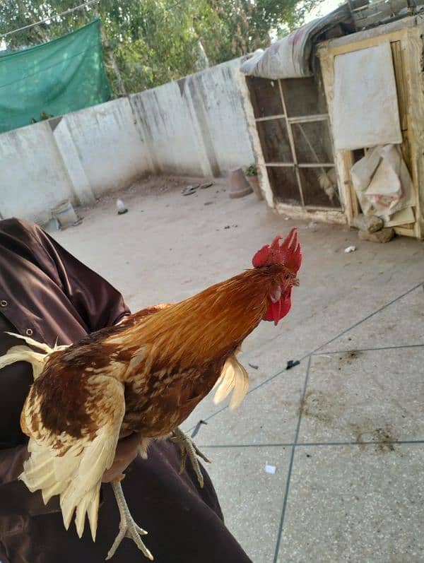 Desi murgha desi murga desi hen 5