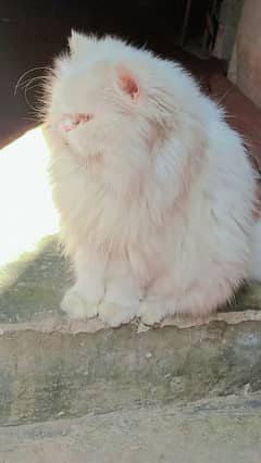 Urgent sell Persian cat female