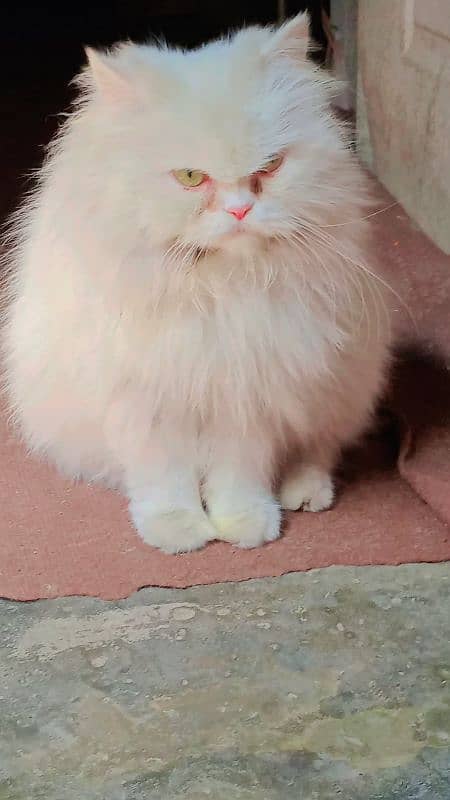 Persian Cat female 1