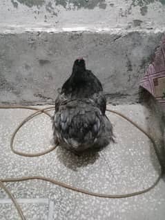 Black bantam pair