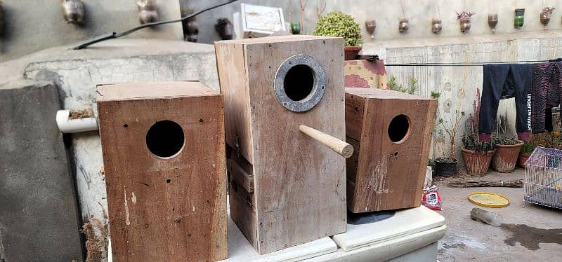 boxes   birds 9