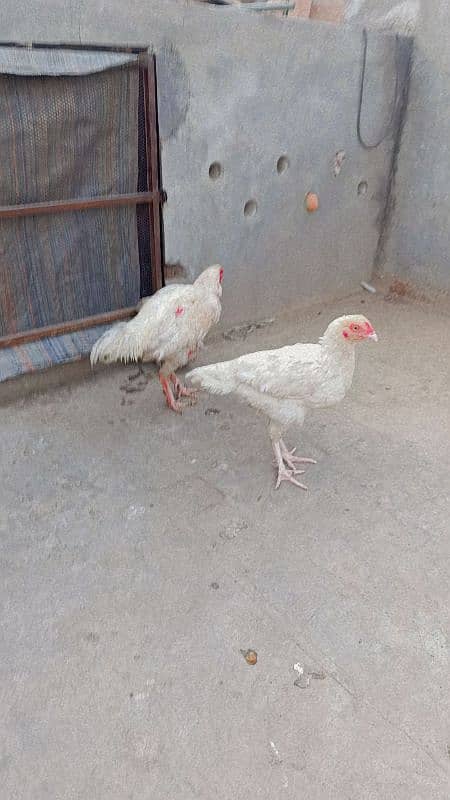 Heera Aseel Breader Pair white Noke Nali 3