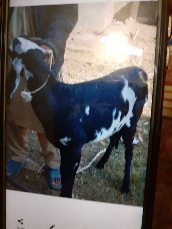 betal goat for sale 0