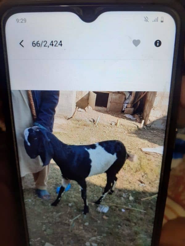 betal goat for sale 1