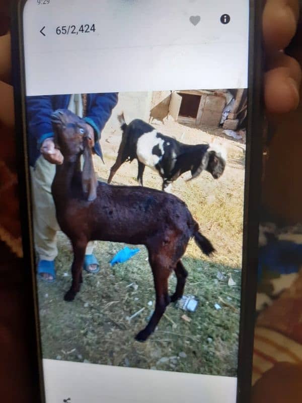 betal goat for sale 2