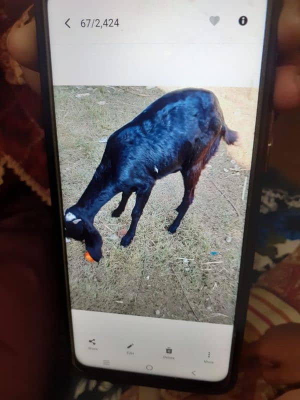 betal goat for sale 3