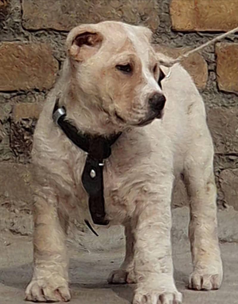 Alabai dog | King Alabai male  | security dog for sale | Alabai Breed 0