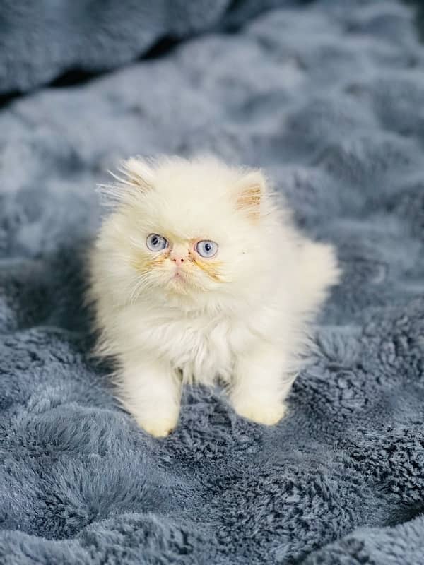 white Persian female kittens punch face /near to peke blue eyes 0