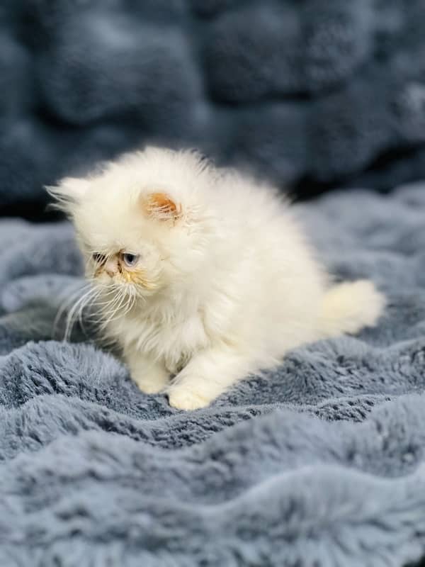 white Persian female kittens punch face /near to peke blue eyes 2