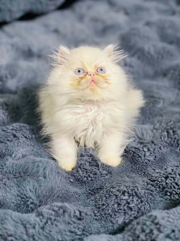 white Persian female kittens punch face /near to peke blue eyes 4