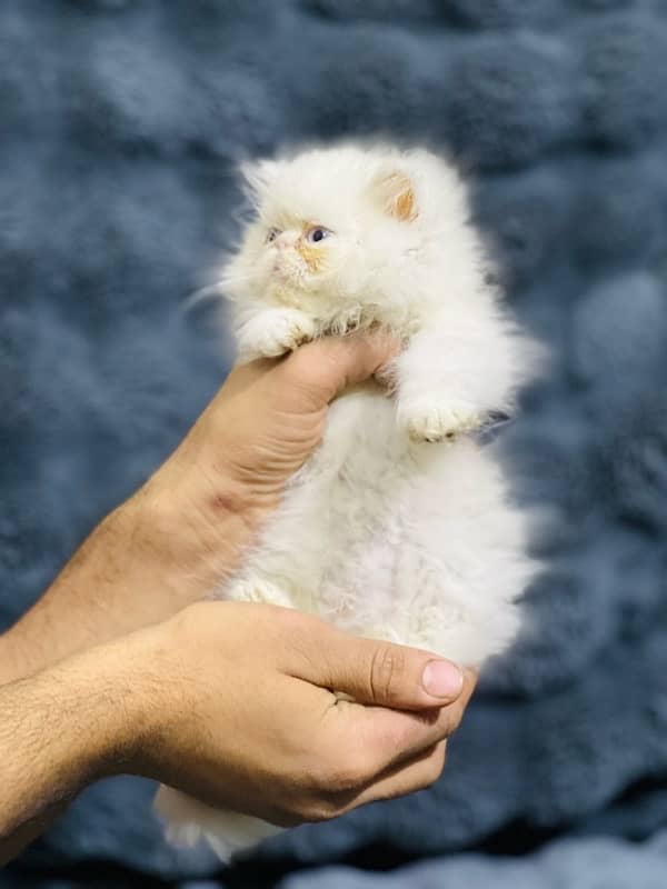 white Persian female kittens punch face /near to peke blue eyes 7