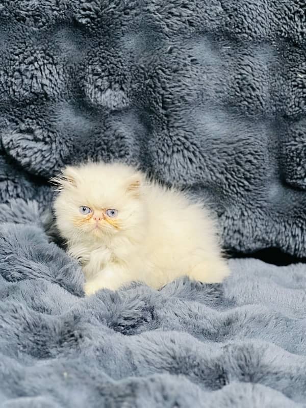 white Persian female kittens punch face /near to peke blue eyes 8